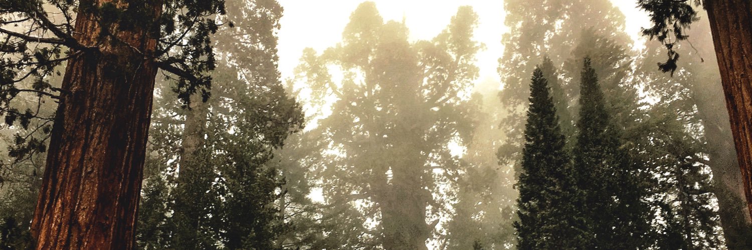 TONYR00LZ's profile banner image