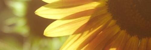 pecas1601's profile banner image