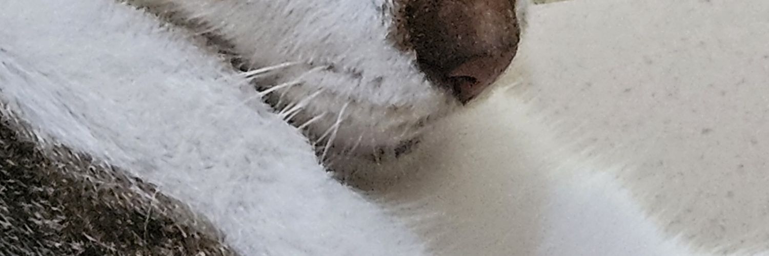 widiwk_'s profile banner image