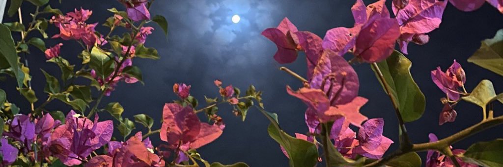 MariamJhan's profile banner image