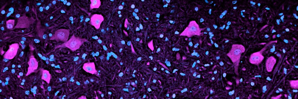 Vanesa Stojanovska, PhD banner