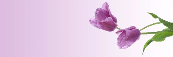 TULIPS_Project Profile Banner