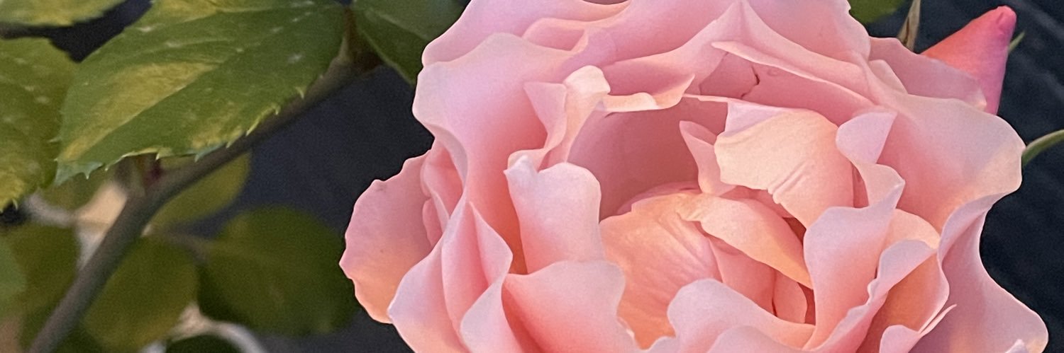 bachmint's profile banner image
