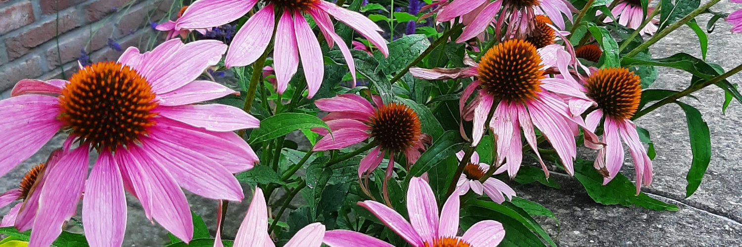 Daisy_Thus's profile banner image