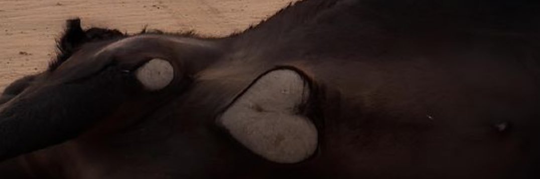 aoiii2_'s profile banner image