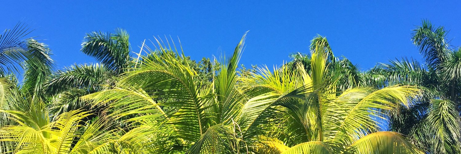 Amy Cavanaugh banner