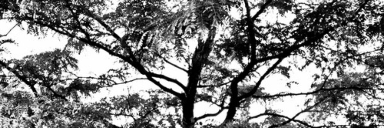 BosWallflower's profile banner image