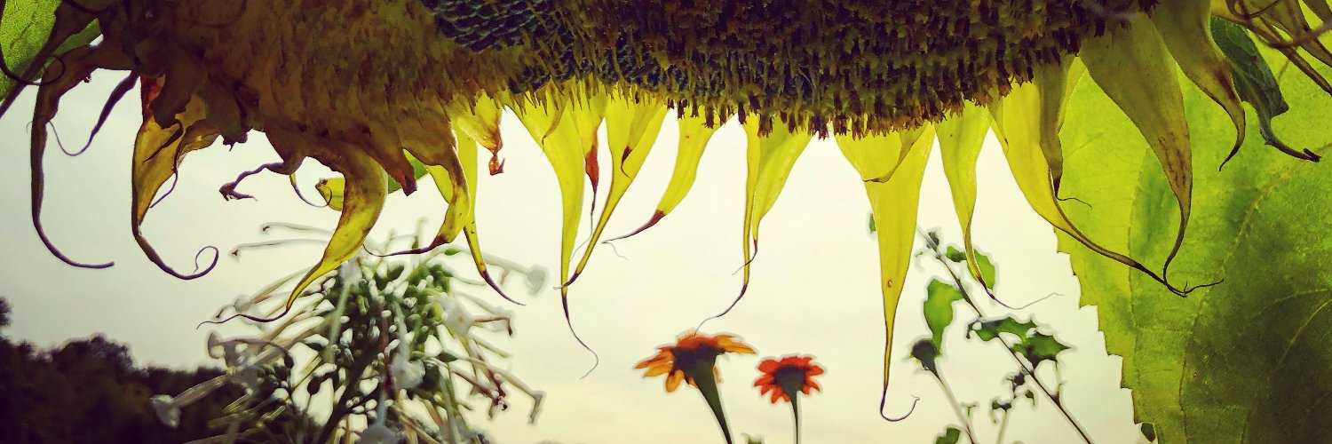 nico_weber's profile banner image