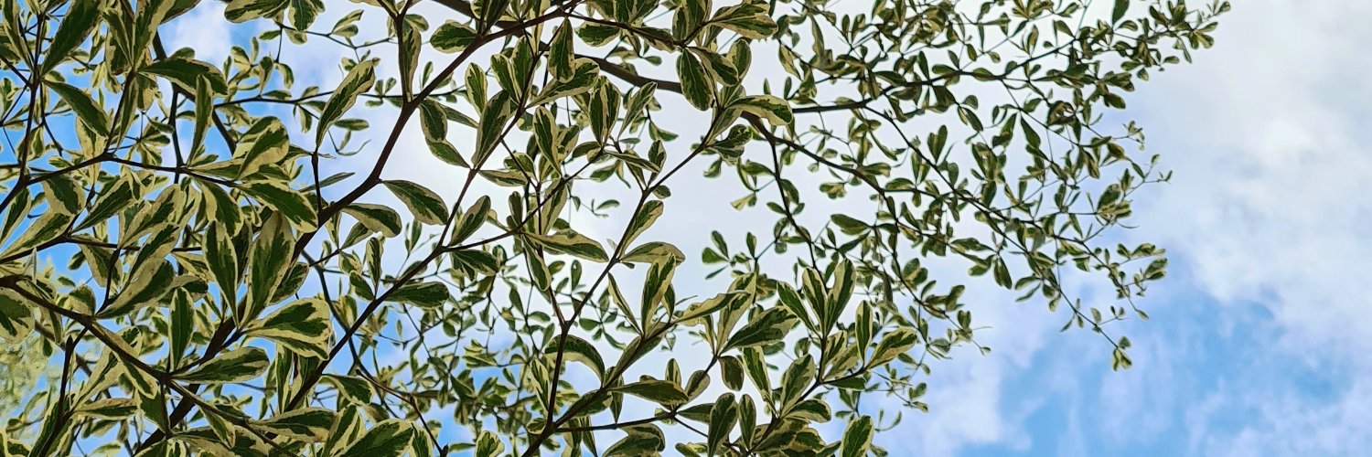 nashdaisy's profile banner image