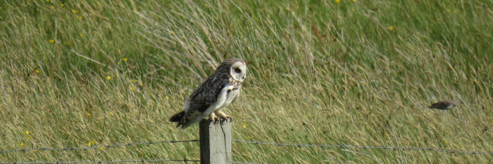 Ian Humphreys banner