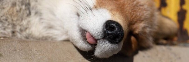👑Гвиневра👑 banner