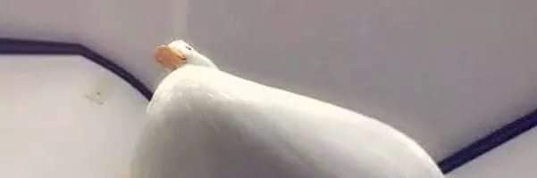Onlyoneduck1's profile banner image