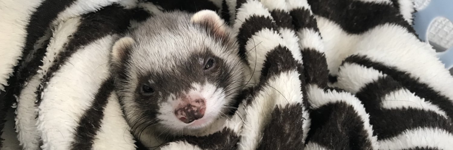 雪狼 seturou banner