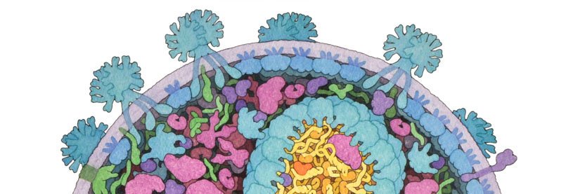 HIV Interactions in Viral Evolution Center banner