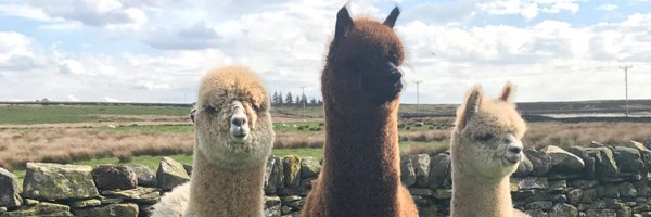 PullichC Profile Banner