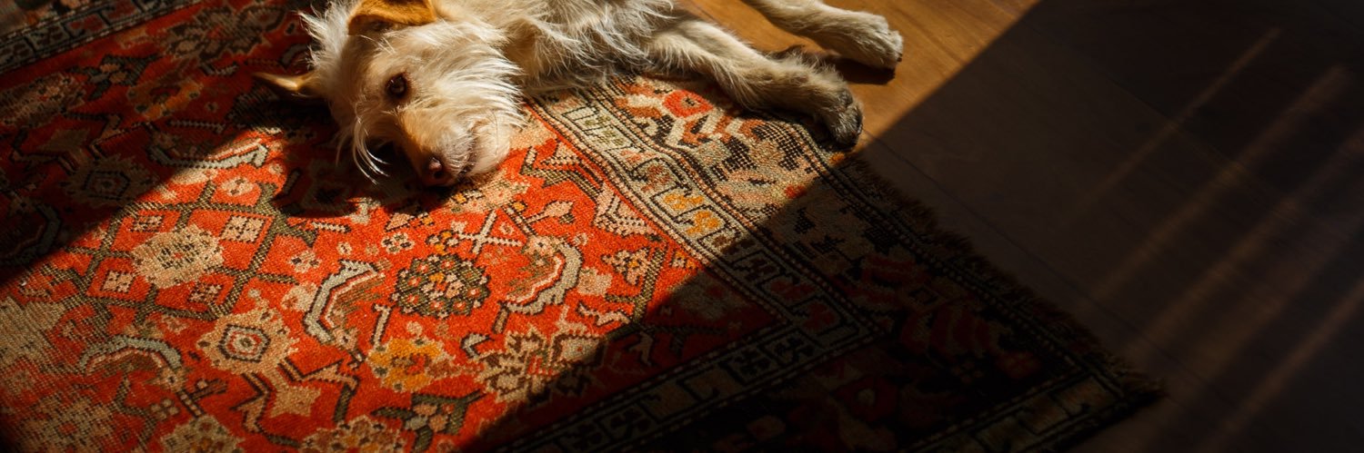 Maria Fernanda Dipp banner