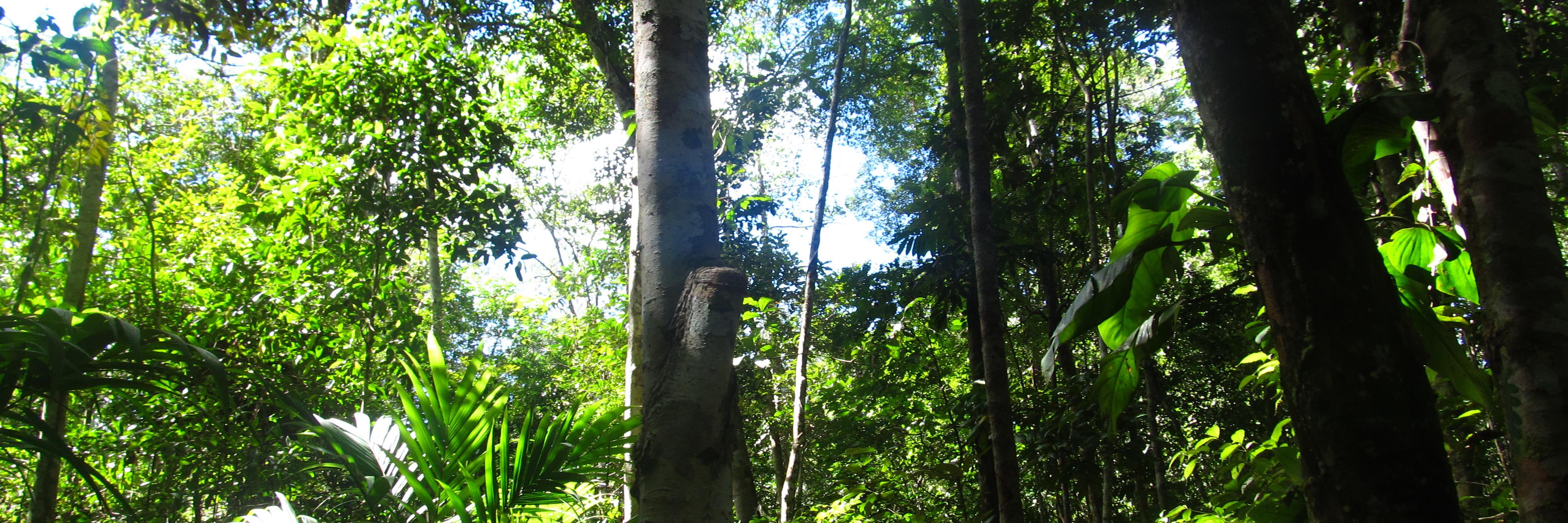 Daniela Requena Suarez banner