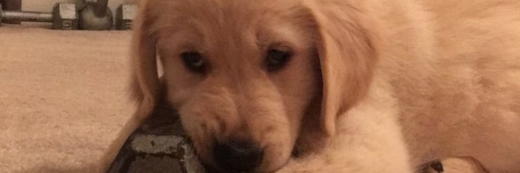 BoMBshelle22's profile banner image