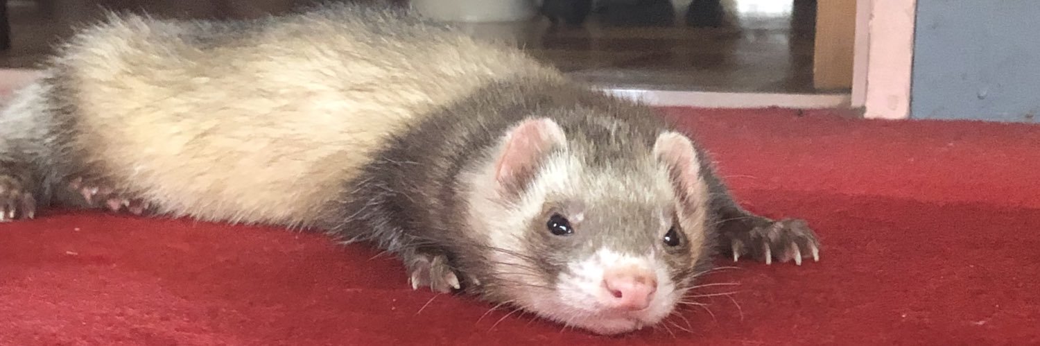 幸運のハヌマーン banner