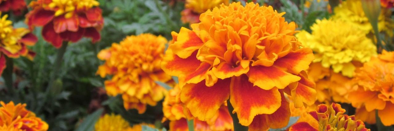 creatrixanimi banner