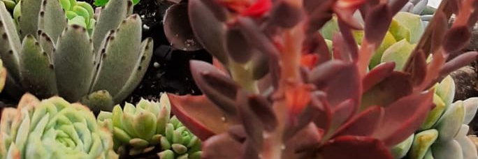 Gussugguss's profile banner image