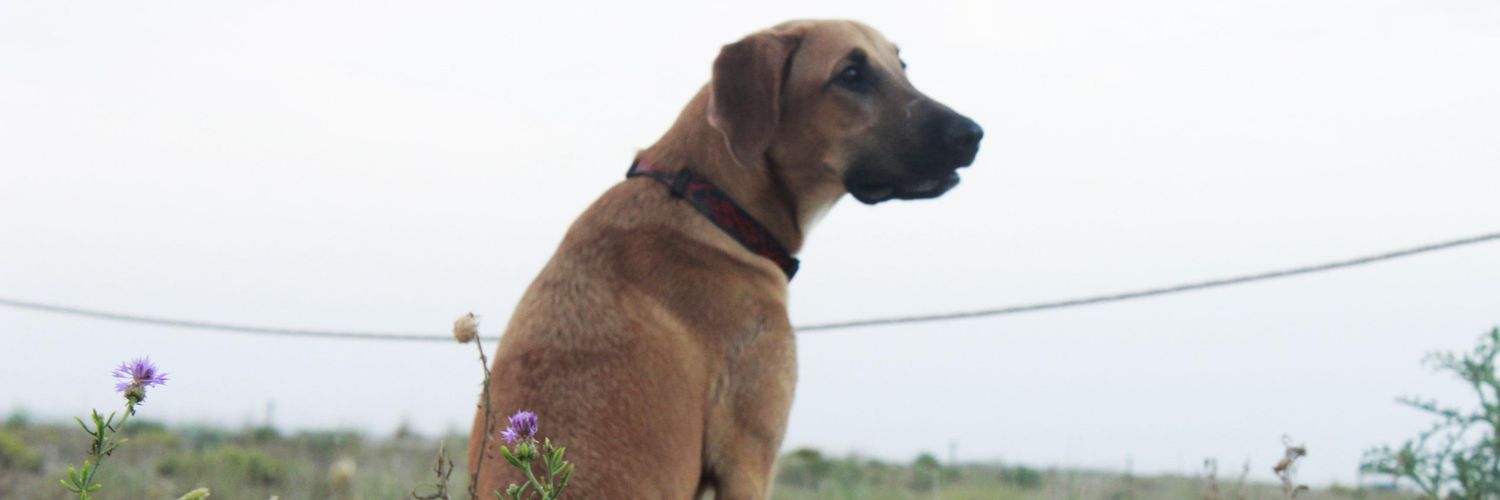 IsmaelLeardini's profile banner image