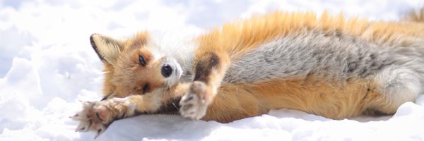 JasperDeerFox Profile Banner