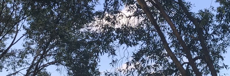 Codehyun_'s profile banner image