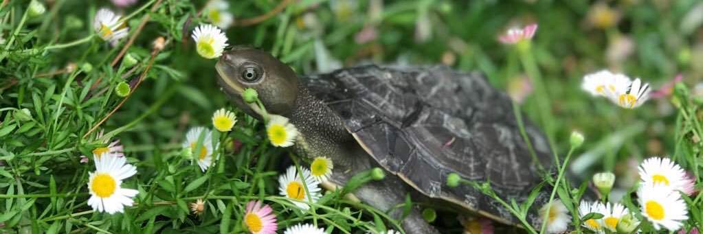 bonnietheturtle's profile banner image