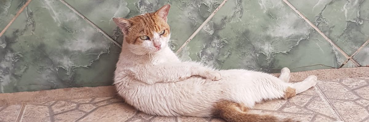 MikyWhitfield's profile banner image