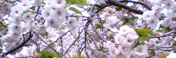 APremrov Profile Banner