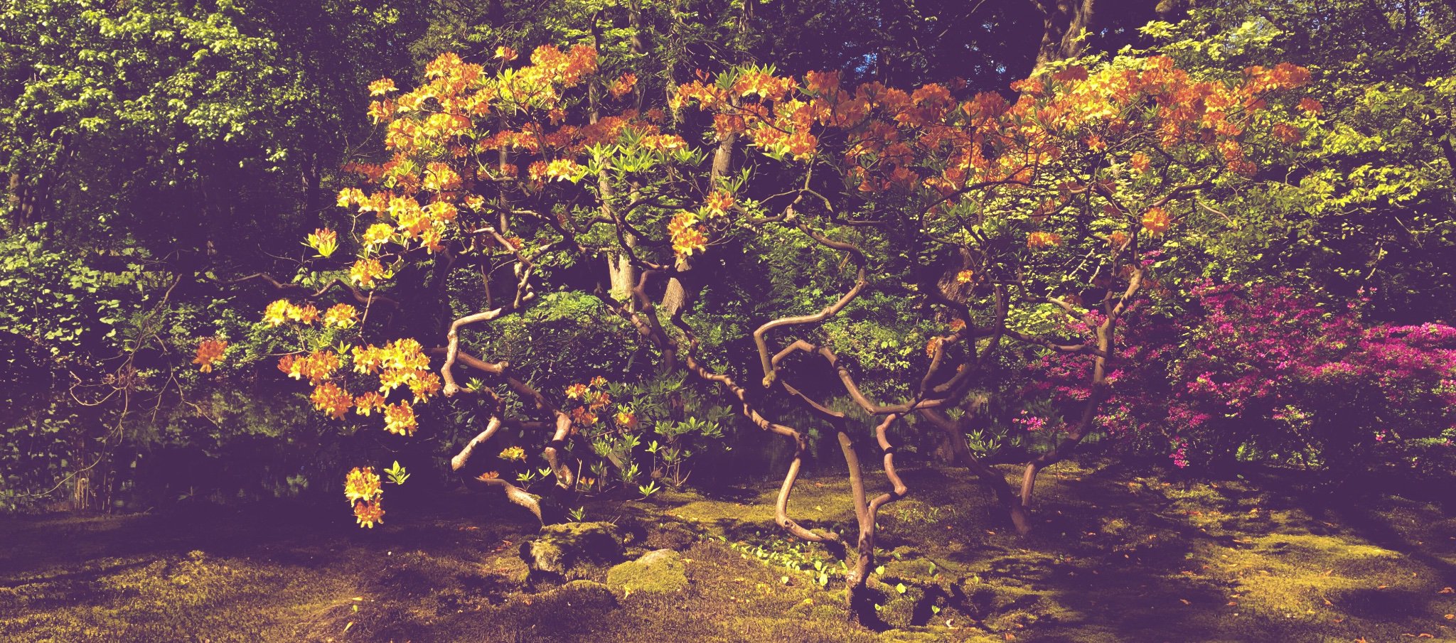 Sam_Melis's profile banner image