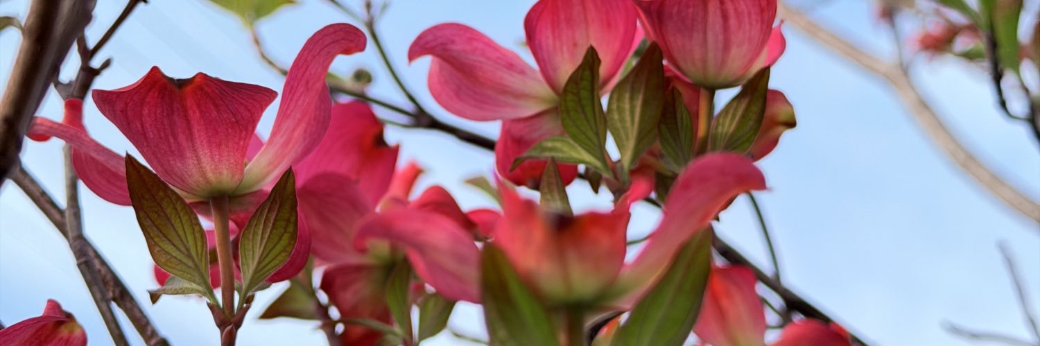 schwanzessen's profile banner image