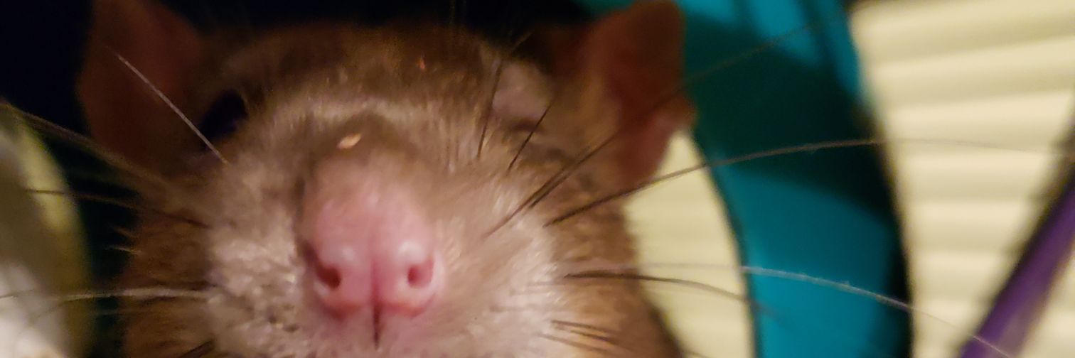 headharvest's profile banner image
