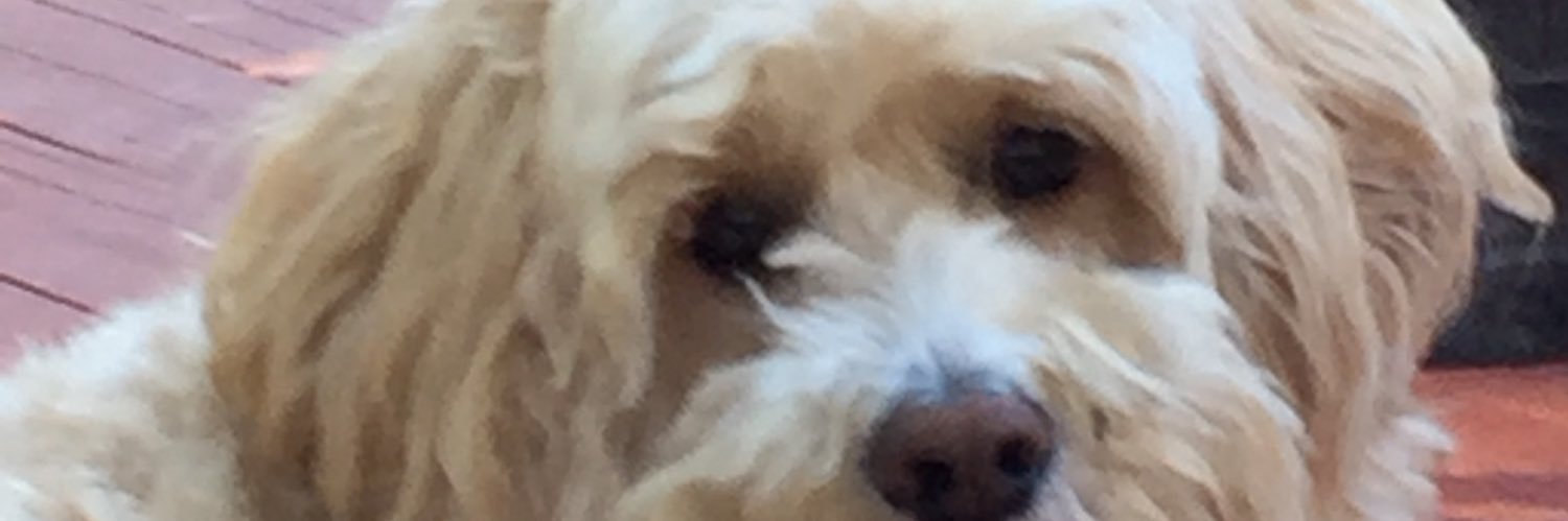 roxyoak's profile banner image