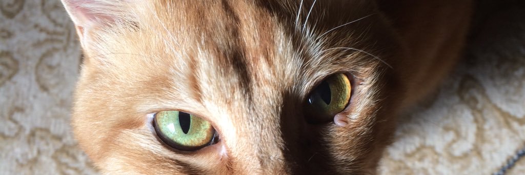 niseusi's profile banner image