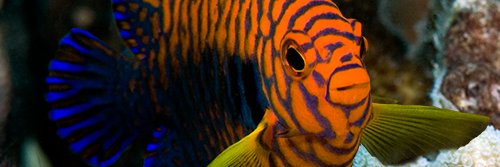 Aquariums: The Dark Hobby banner