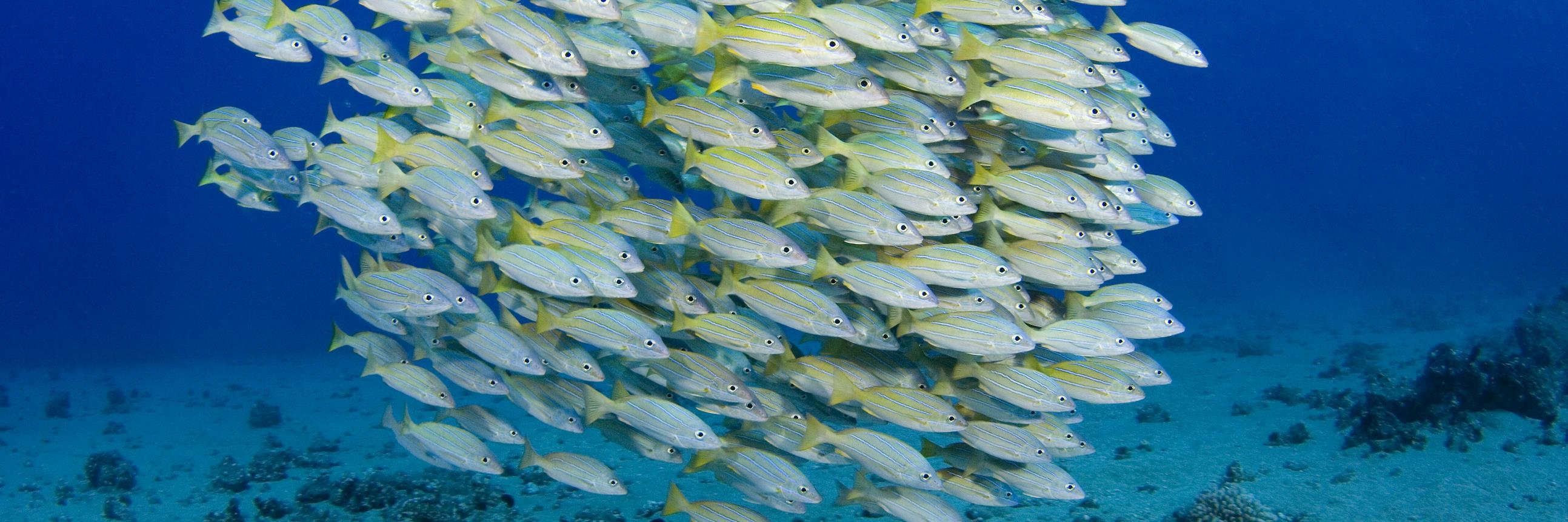 Jean-Philippe GOLD banner