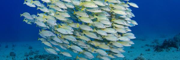 GoldJph Profile Banner