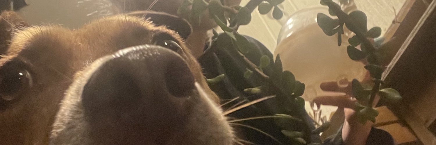 beebbymea's profile banner image