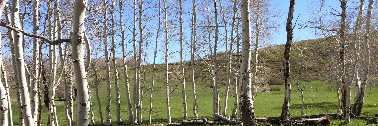 sterlingjrose's profile banner image