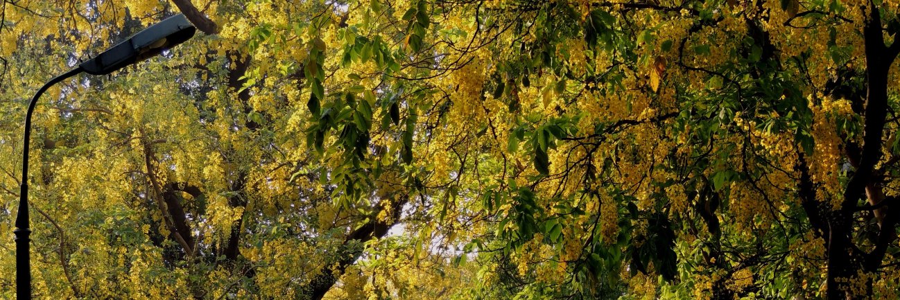 oyeashu's profile banner image