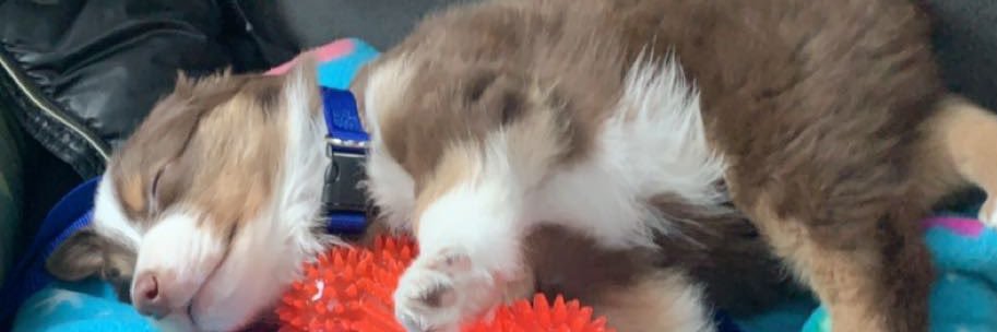 Mizzy_Aqua's profile banner image