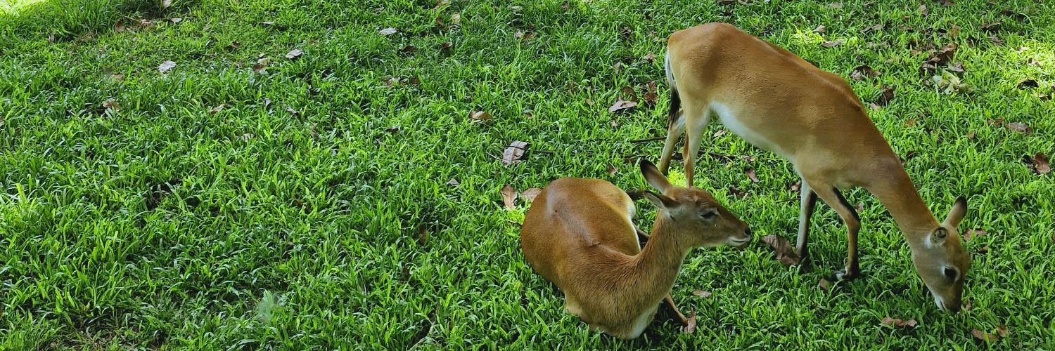 𝑯𝒆𝒍𝒎𝒚 banner