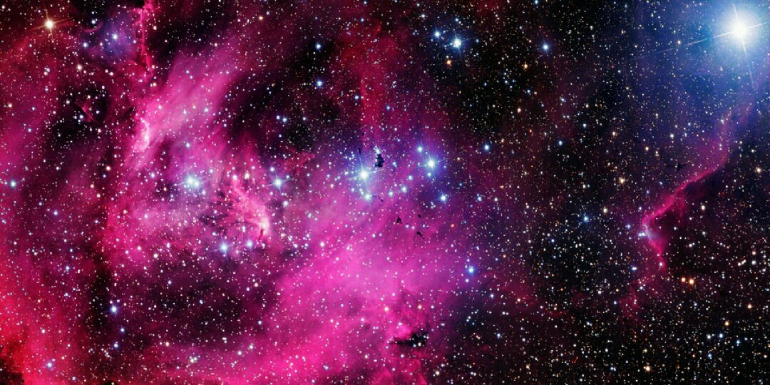 Shayne Nicole banner