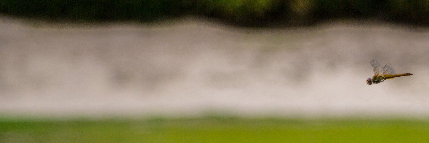Bruno Orsini banner