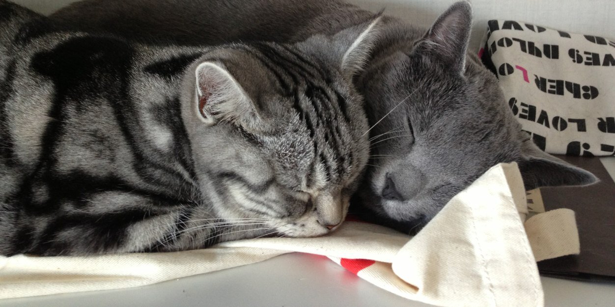 ののきち←ますだのの子 banner