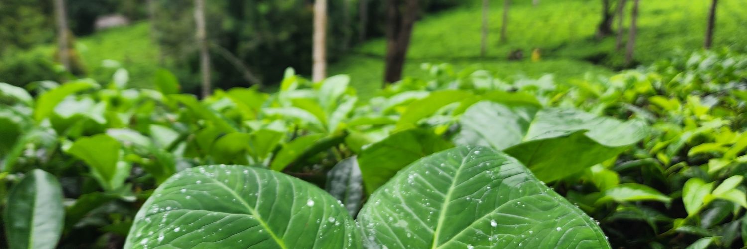 Eng. Abdoolkhery Missana banner