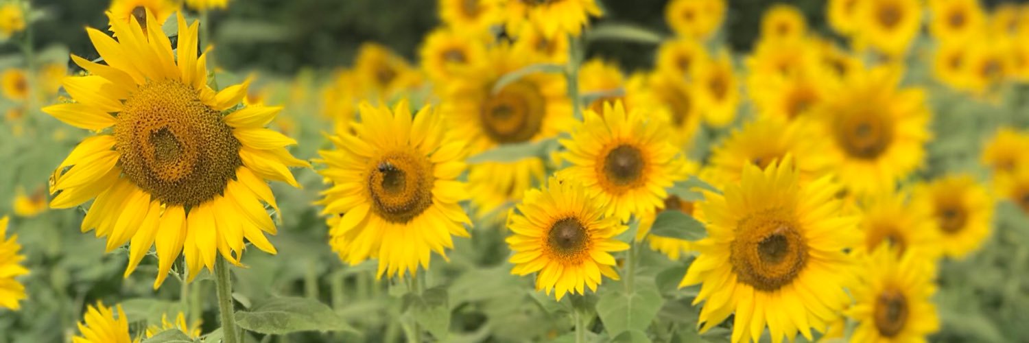 allinorton5's profile banner image