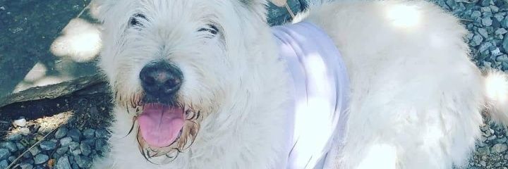 GerardoDeLeoon's profile banner image
